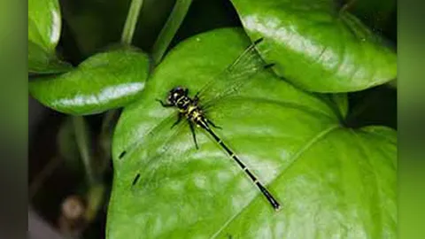 แมลงปอเสือปลายงอนชนิดใหม่โลก