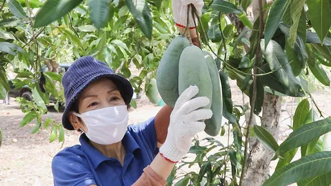 ชาวสวนโอด มะม่วงราคาร่วง ส่งออกไม่ได้ ปล่อยทิ้งคาต้นเหลือโลละ 15 บาท