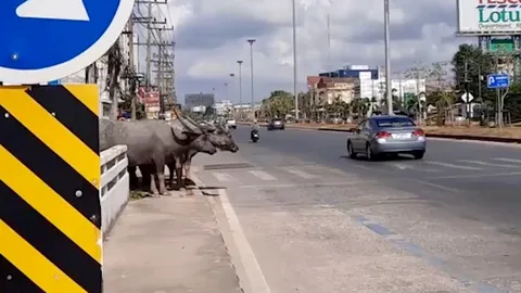 ฝูงควายที่หาดใหญ่ รอข้ามถนนตรงทางม้าลายเหมือนคน จนเป็นภาพที่น่าเอ็นดู