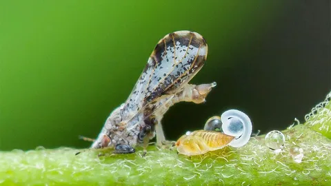 หน้ามองฟ้า เท้าหยั่งดิน : สวนส้มระวังเพลี้ยไก่แจ้