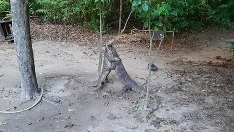 เลือดมันร้อนขอร้องอย่าห้าม "เห้" เปิดเวทีมวยขนาดย่อม สู้กันแย่งอาหาร (คลิป)