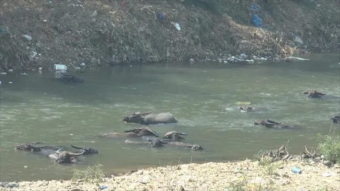 ตากอุณหภูมิทะลุ 43.5 องศาฯ วัวควายยังท้อแท้ แห่ลงแช่น้ำเมยคลายร้อน