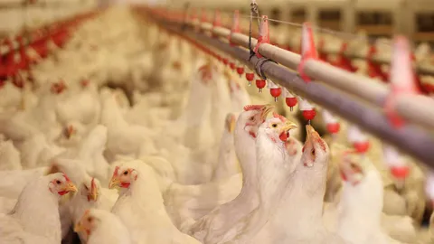 ลุยไฟหาตลาดส่งออกไก่ไทย