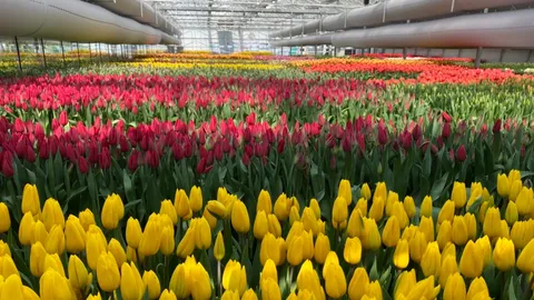 "ทิวลิป" บานสะพรั่งในเมืองไทย สู่ธารน้ำใจ ช่วยสู้ "โควิด-19"