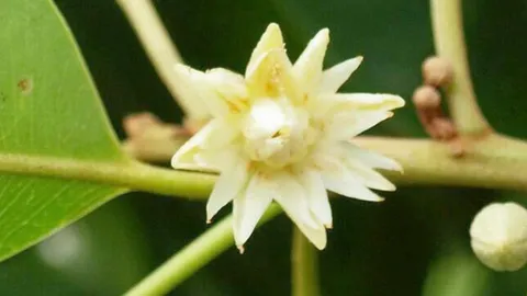 พิกุล...ต้นไม้ในวัด