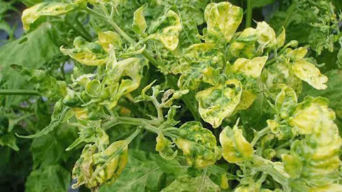 หน้ามองฟ้า เท้าหยั่งดิน : 4 โรคไวรัสมะเขือเทศ