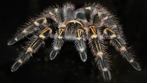 ใช้พิษแมงมุมเป็นทางเลือกบรรเทาอาการปวด