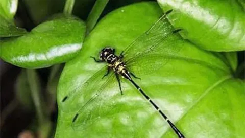 แมลงปอพันธุ์ใหม่