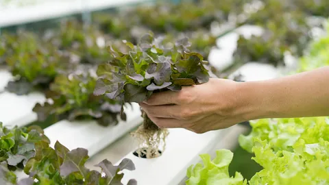 มันมากับอาหาร : ยาฆ่าแมลงตกค้างกับผักไฮโดรโปนิกส์