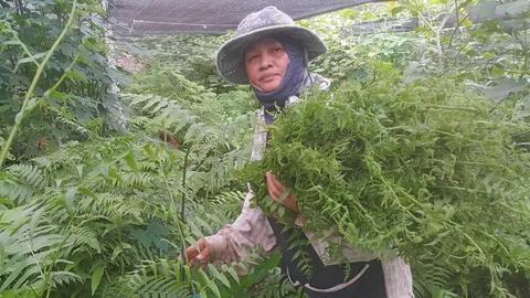 ปรับพื้นที่ 1 ไร่ ปลูกผักกูด 240 วัน ทำเงินหลักหมื่น