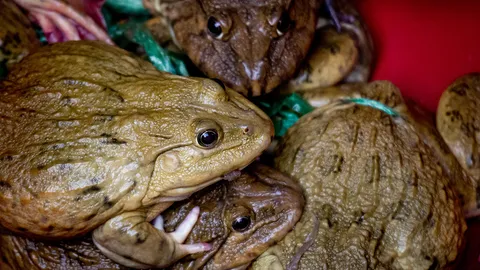 ชักธงรบ : ชีวิตสามัญของกบ