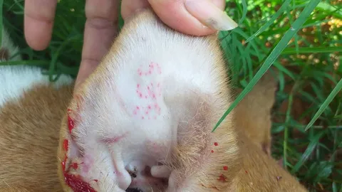 สาวใหญ่เจอ 3 เลขปริศนา หลังใบหูหมาถูกรถชนตาย เผยเลี้ยงมาแต่เล็กจนผูกพัน