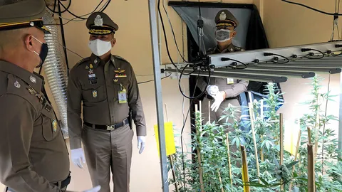 หนุ่มจีนลอบปลูกกัญชาออร์แกนิก ขาย “ดีลิเวอรี”