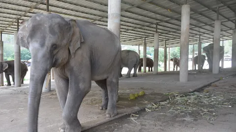 โควิดทำตกงาน ปางช้างโชคชัยปิดตัว ส่อแววอพยพช้างหากินฝั่งเมียนมา