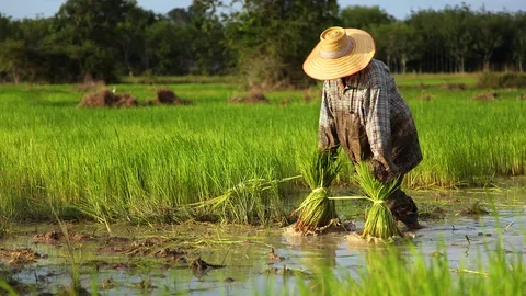 เลขที่ 1 วิภาวดีฯ : คิดถึงชาวนาบ้าง