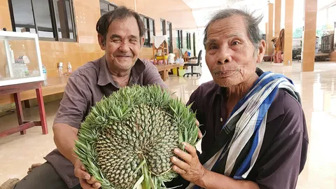 พบสับปะรดประหลาดที่ยโสธร ผลคล้ายตาลปัตรพระ เจ้าของนำถวายวัดป่าโนนกว้าง