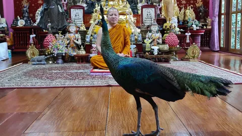 นกยูงที่วัดอนาลโยฯ พะเยา เชื่องเดินตามครูบา บินมาร่วมทำบุญกับญาติโยม