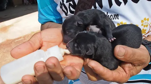 แสนเศร้าลูกหมา 2 ตัวของ "เจ้าเฉาก๊วย" แม่หมาท้องแก่ โดนยาเบื่อตายแล้ว