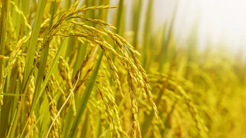 รู้จักกับ 5 พันธุ์ข้าวพระราชทาน 2563 ในพระราชพิธีพืชมงคลฯ