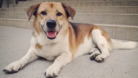 สุดเศร้า จบตำนานหมาขึ้นดอย ยืนยัน "เตี้ย มช." เสียชีวิตแล้ว