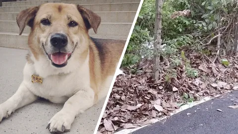 เผยมีคนนำซาก เตี้ย มช. ยัดถุงพลาสติกทิ้งในป่า คาดรถชนตายไม่ต่ำกว่า 3 วัน