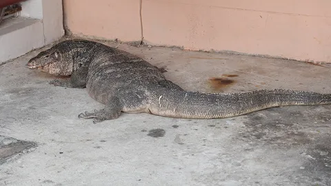 เห้ตัวอย่างใหญ่ นอนขวางหน้าบ้าน ลำบากมนุษย์จะเข้าจะออกแสนยากเย็น