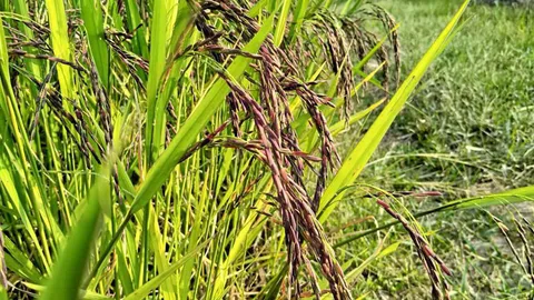 ไรซ์เบอร์รี..ดาวพระศุกร์ ชาวนาช่วยชาวนาตันละ 2 หมื่น