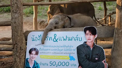 “ไบร์ท” จับมือแฟนคลับ มอบทุนช่วยเหลือช้างไทย