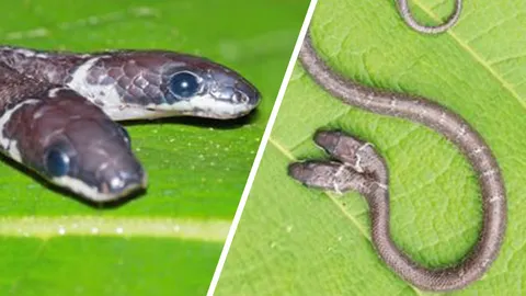 เปิดม่าน joke opera : งูสองหัวชวนฉงน