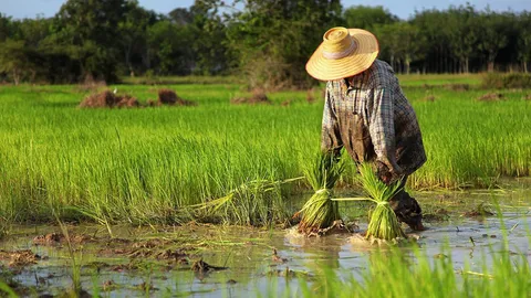 ระบบทำนาใหม่...ไร่ละสี่พัน กรมข้าวนำร่องสุพรรณบุรี