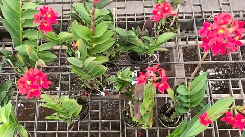 กล้วยไม้..อิพิเดนดรัม