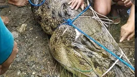สุดช็อก สาวอินโดฯโดนจระเข้ยักษ์-แก่ไร้ฟัน งับร่างลากจมแม่น้ำ 