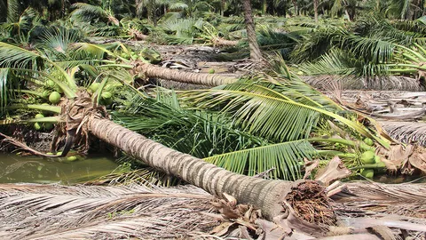 จนท.ราชบุรี เร่งสำรวจความเสียหาย พายุถล่มสวนมะพร้าว และบ้านเรือนเสียหาย