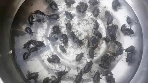 หน้าฝน ชาวบ้านเชียงใหม่เข้าป่าเก็บเห็ดถอบ-แมงจี้หลอบ ส่งขายได้วันละพัน