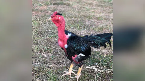 ไก่คอล่อน