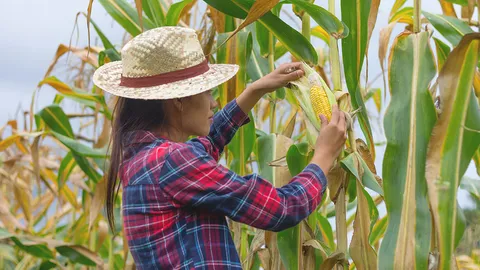 แบบนี้ก็มี