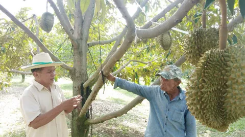  สวนทุเรียนบ้านรักไทย ขายล่วงหน้า ประกันความเสี่ยง ไม่กระทบโควิดฯ 
