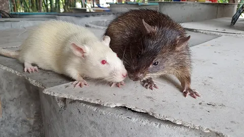 หนุ่มกาฬสินธุ์แชมป์เลี้ยงหนูนา ใจรักเอาดีจนรุ่ง ส่งขายตลาดทำรายได้งาม