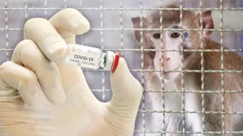 เริ่มทดลองฉีดวัคซีนป้องกันโควิด-19 ในลิงแล้ว คาดทดสอบกับคนได้ ส.ค.นี้
