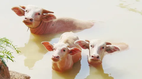 แห่ชม "เจ้าทองคูณ" ควายเผือกแสนรู้ เจ้าอาวาสวัดดัง เตรียมอนุรักษ์ให้คนรุ่นหลัง