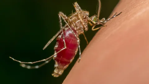 หมอเตือนฤดูฝนต้องเพิ่มความระวัง ไข้เลือดออก ไข้ชิคุนกุนยา กำลังมา 