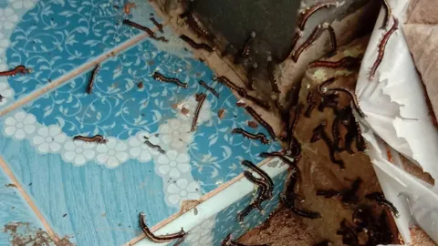 ชาวบ้านผวากองทัพ "หนอนบุ้ง" นับล้านตัว ไต่ยั้วเยี้ยบุกบ้านคน (คลิป)