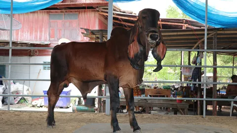 ฮือฮา "เจ้าดวงตะวัน" วัวงามฮินดูบราซิล ค่าตัว 2.3 ล้าน คาดแพงสุดในไทย