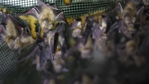 นักวิทย์อู่ฮั่นคนดัง เตือนระวังโรคระบาดใหม่จากวิวัฒนาการไวรัสในค้างคาว