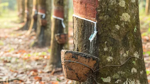 28 พ.ค. เปิดระบบให้ “ชาวสวนยาง” เข้าตรวจสอบสิทธิ์รับเงินเยียวยาเกษตรกร