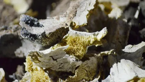 อัศจรรย์อัฐิธาตุ "หลวงพ่อสุดใจ" อดีตเจ้าอาวาสวัดป่าบ้านตาด สีทองอร่าม