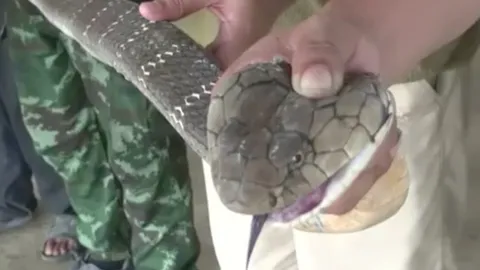 ชาวบ้านแทบช็อก "งูจงอางยักษ์" เลื้อยผ่านหน้า ซุกตัวในสุสานมังกรทอง