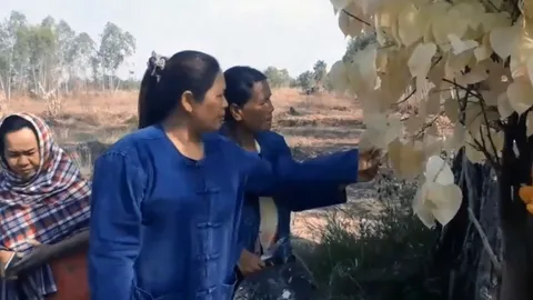 นอภ.ห่วงหาเลขจะได้โควิดกลับบ้าน ห้ามคอหวยส่อง ต้นโพธิ์สีทอง (คลิป)