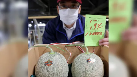 เปิดม่าน joke opera : เมลอนญี่ปุ่นราคาหด