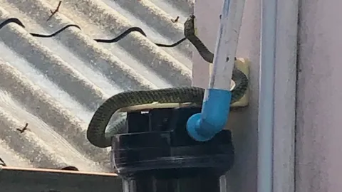 งูเขียวผัวเมียซัดกับตุ๊กแก ตกจากฝ้าลงชามข้าว วงแตกกระเจิง